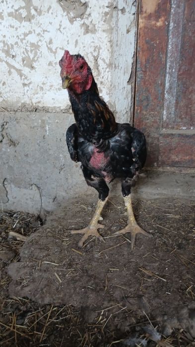 Сатылады дакан парымен