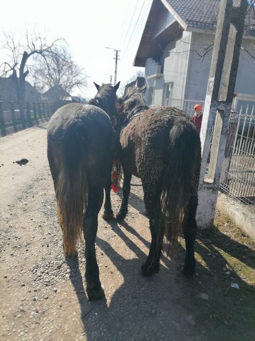 Cai și vaci de vanzare