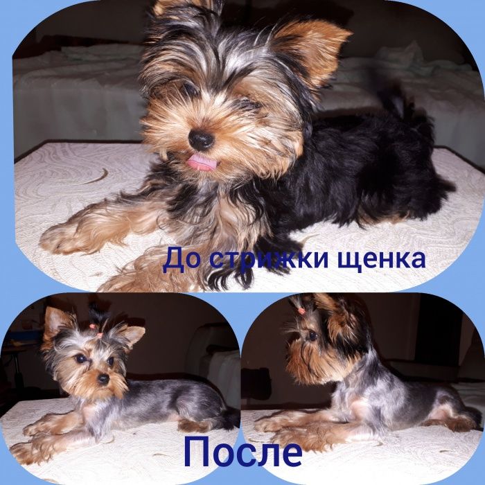 Стрижка собак кошек от 3500