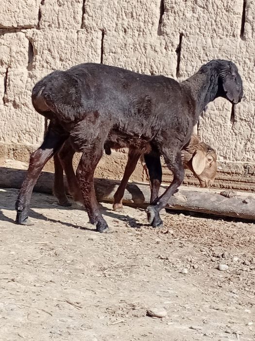 Қошқарлар сатылады