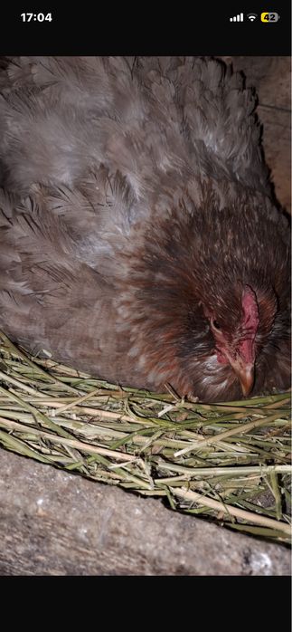 Продам курицу квочку