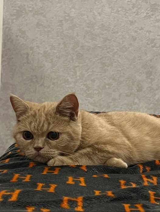 Скоттиш страйт  1йош