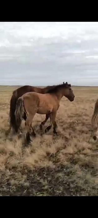 Посу лошадей  Караганда
