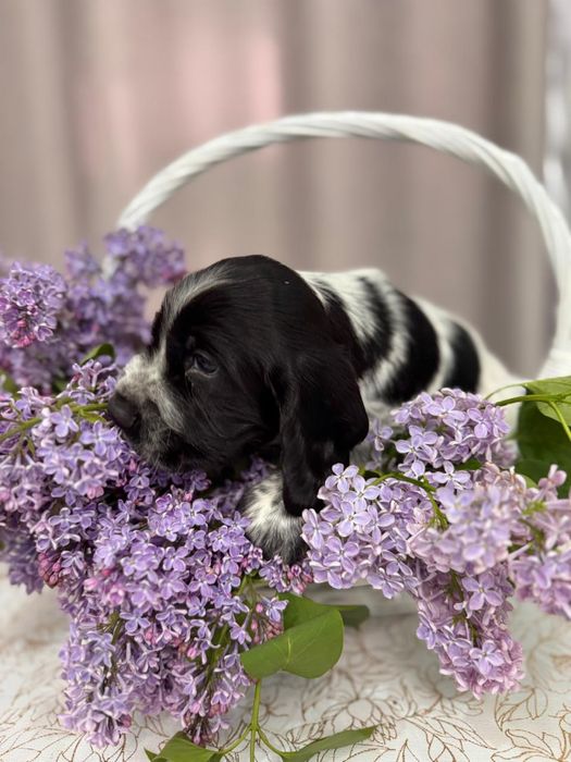 Щенки Русского охотничьего спаниеля