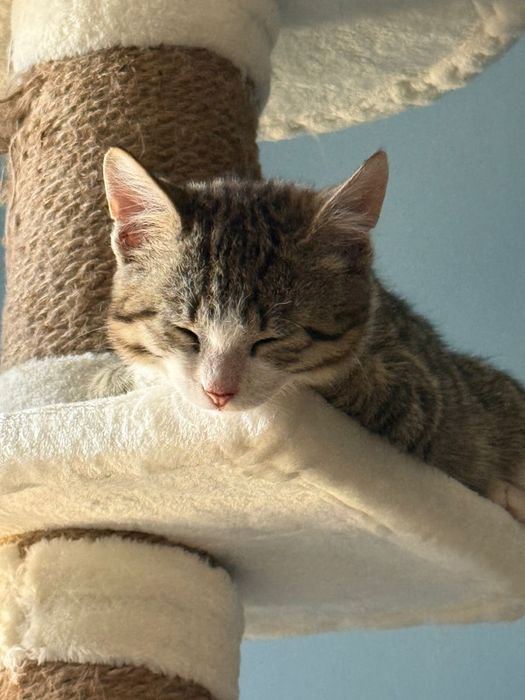Умные Котята ищут дом