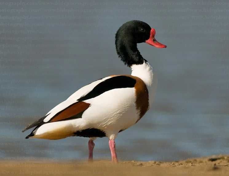 Vând Rațe exotice, de ornament, lebede, gâște