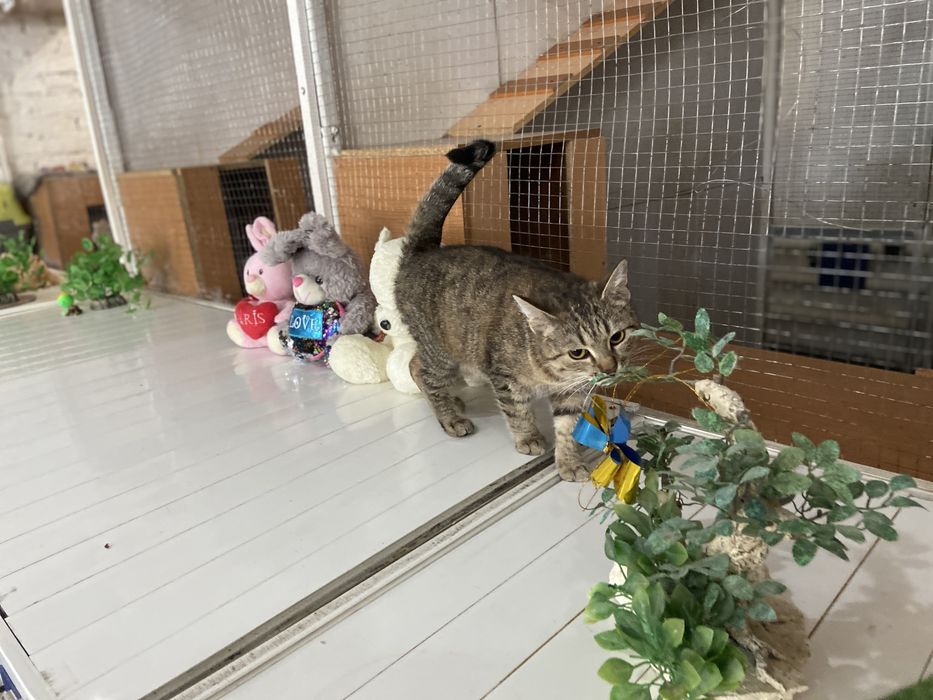 Отдам кошечку в добрые руки