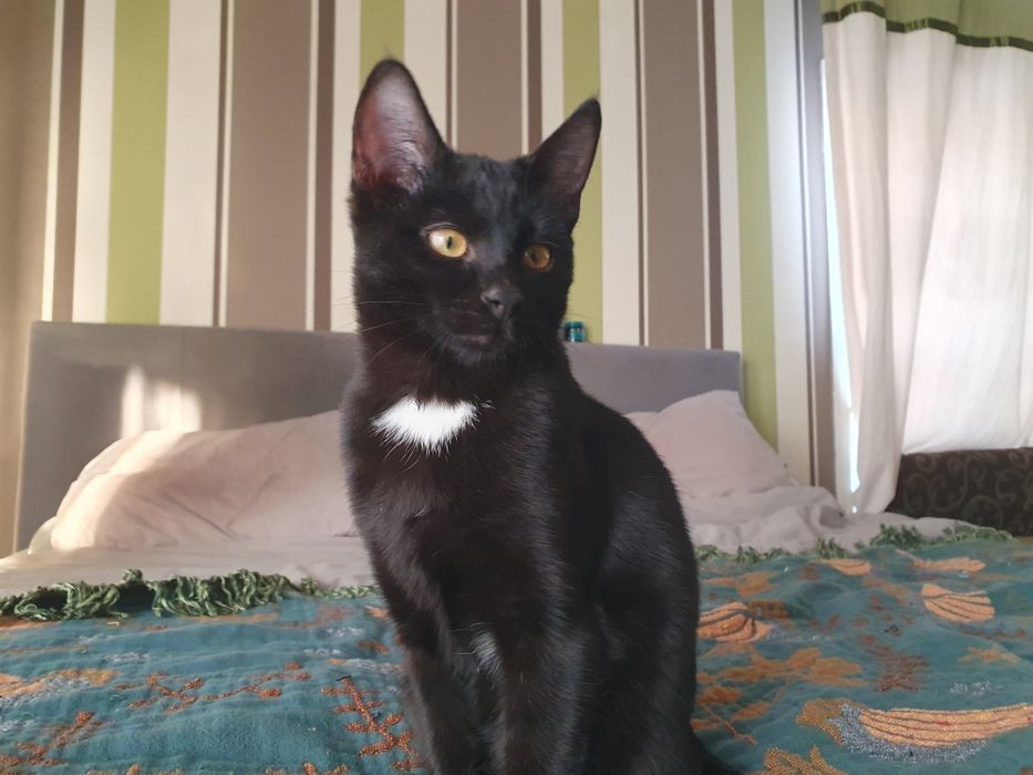 Căutăm o casă pentru doi frați de nedespărțiti Sofia si Jinxi
O fetiț