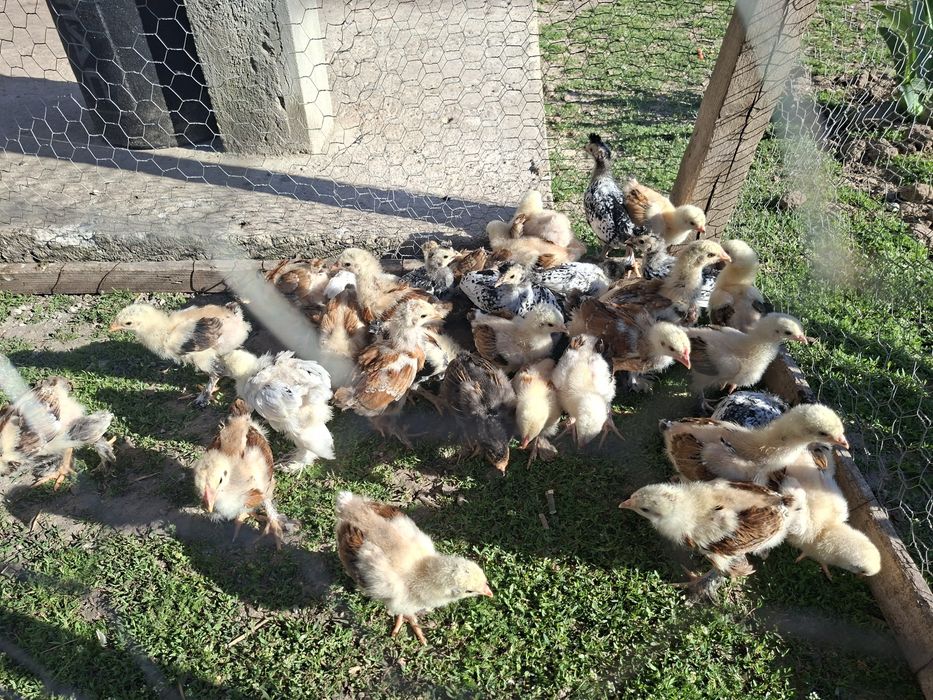 Pui brahma portelan si herminat deschis, mix brahma gaini de țară, australorp, matase japoneza