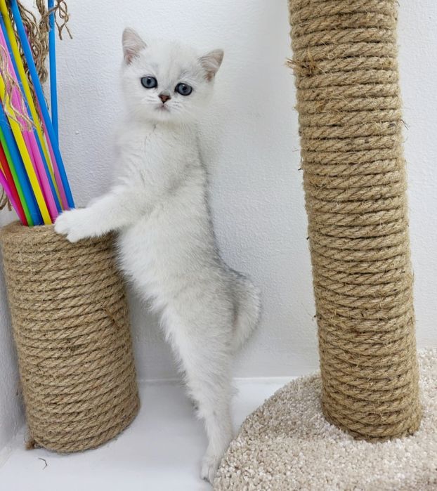 Британские  котята