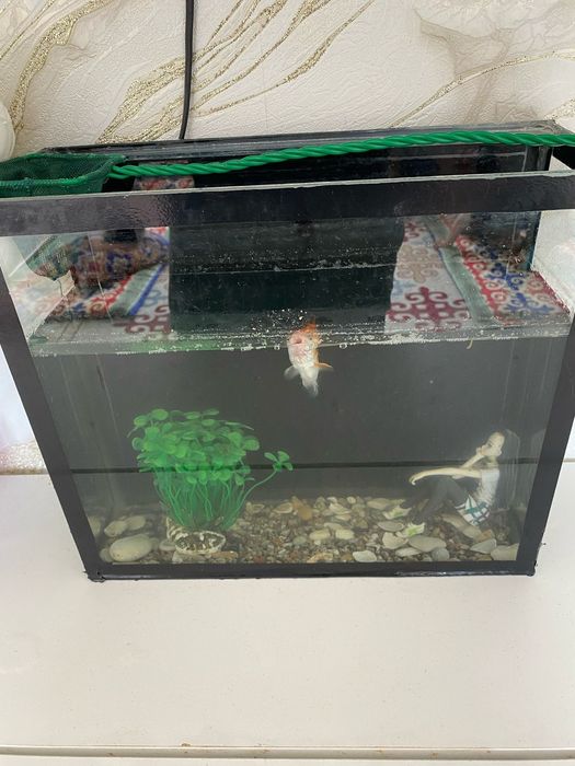 Продам акварим для рыбы