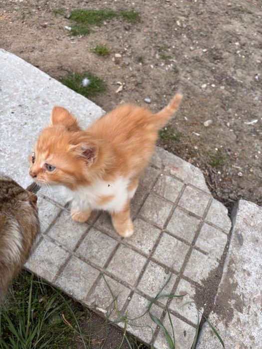 Подарявам малки котета