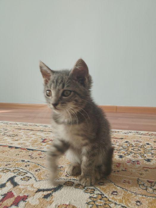 Отдам котенка даром