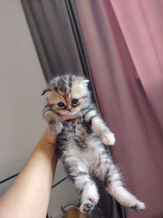 Срочно продаются котята скотиш фонд и скотиш страйт
