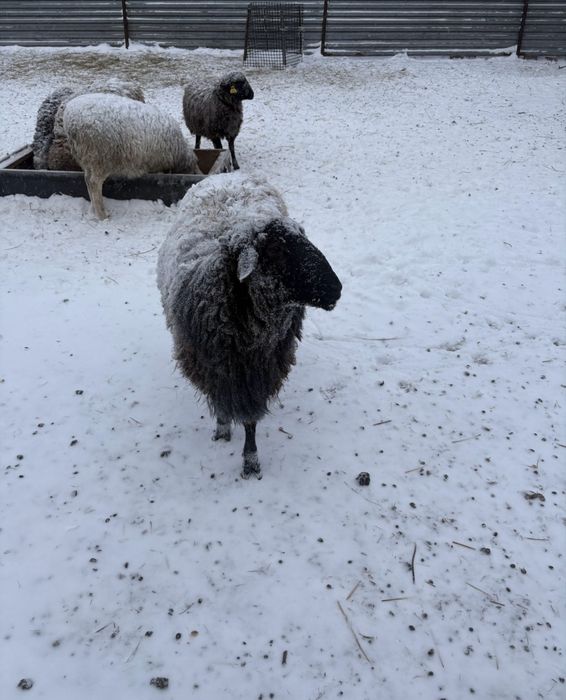 бараны қой кой сатылымда