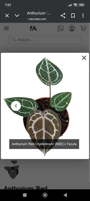 Антуриум Ред кристалинум nse tesuls