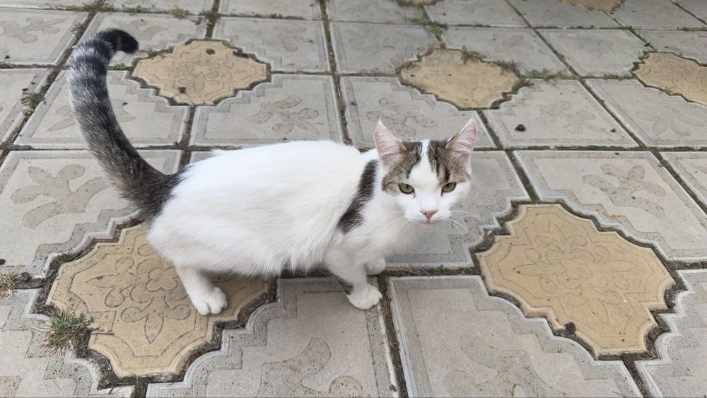 Pisica sterlizata spre adoptie