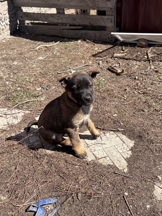 Отдам щенка - девочку