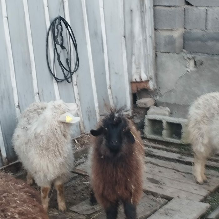 коза козёл козлы