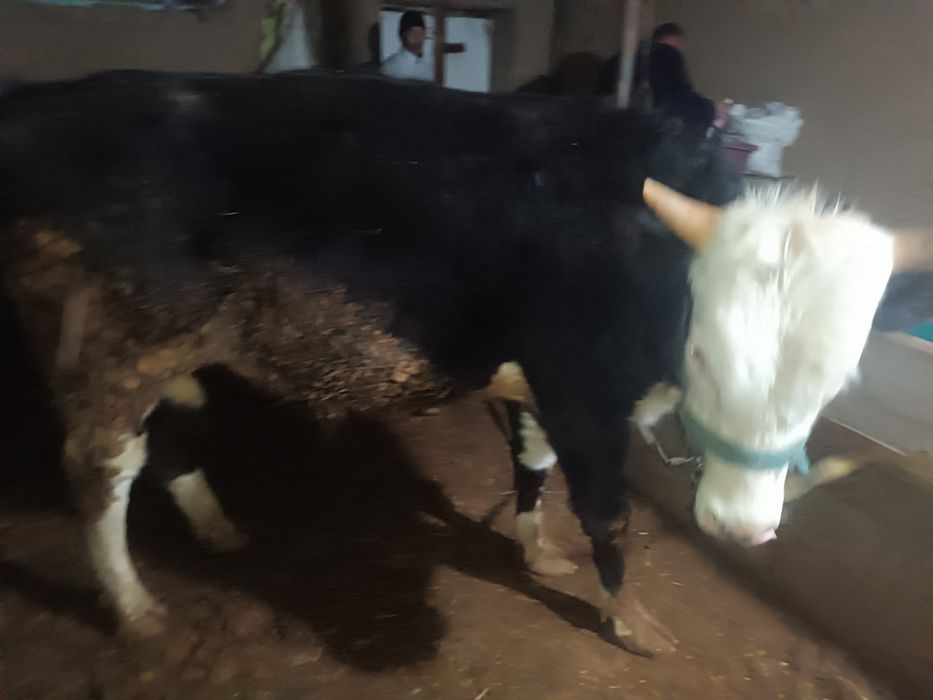 Сотиладиган буқалар