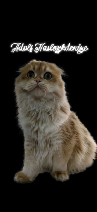 Шотландский котик