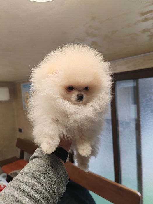 Померан мини женски.