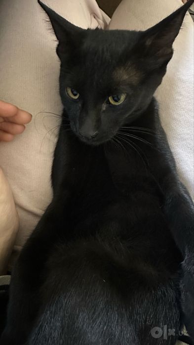 Котята (Mushuk) в добрые руки