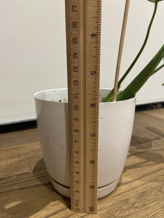 Комнатные растения/Монстера