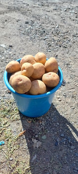 Картофель дачный
