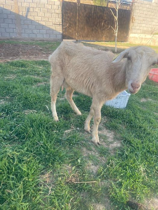 Ешки срочно сатылад