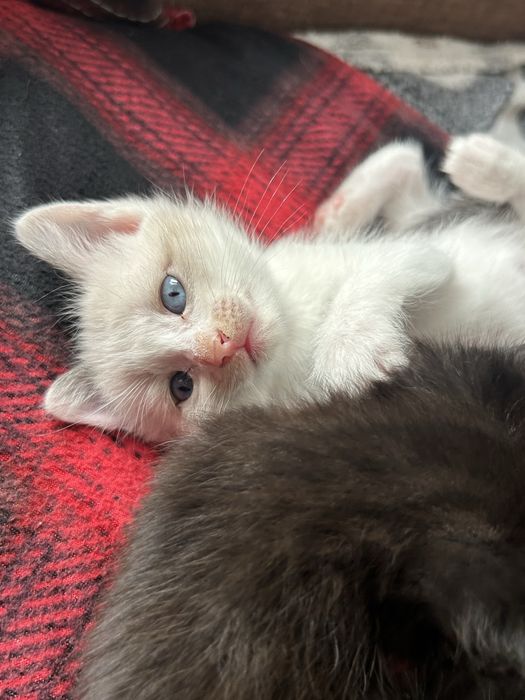 Котята в добрые руки!