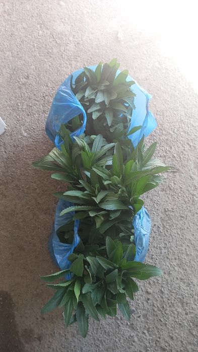 Ромашка белая крупная