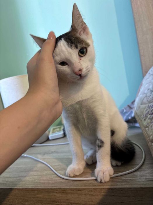 Подарявам малко коте
