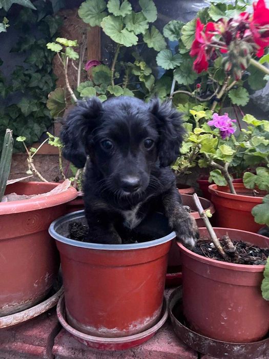 3 catelusi disponibili imediat pentru adoptie