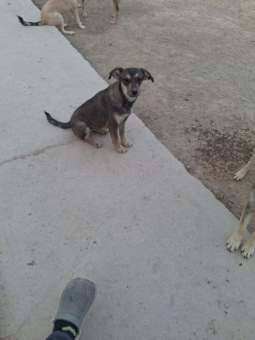 Отдам даром в хорошие руки