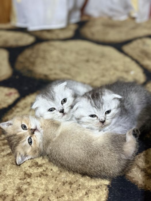 Продаются породистые котята