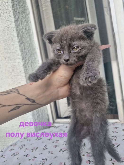 Котята 2 девочки 1 мальчик
