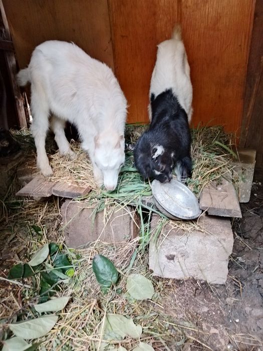 Țapi rasa La Mancha