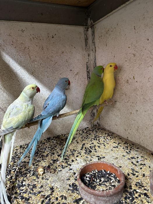 Papagali Micul  si marele Alexander