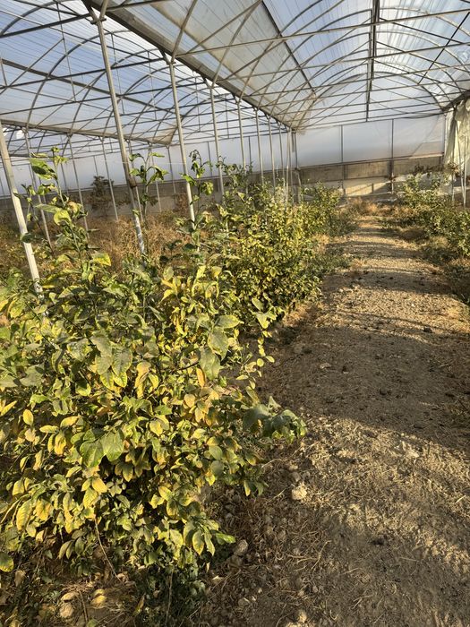 Lemon kochatlar bor 6 7 yilllik Limon hosilga kirgan