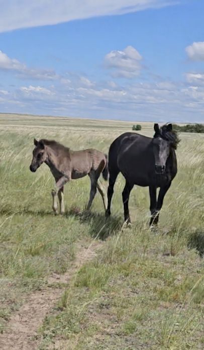 Кула башкир айгыр сатылады!