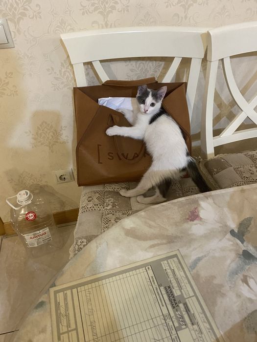 Отдадим котенка (девочка) , в добрые руки