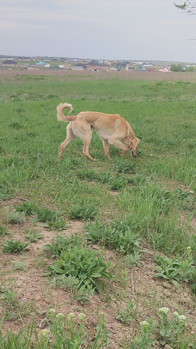 Тазы еркек быр жасар
