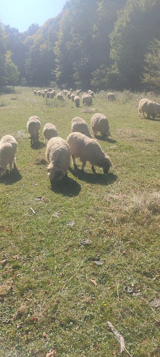 Vând oi țurcane 500 lei bucata