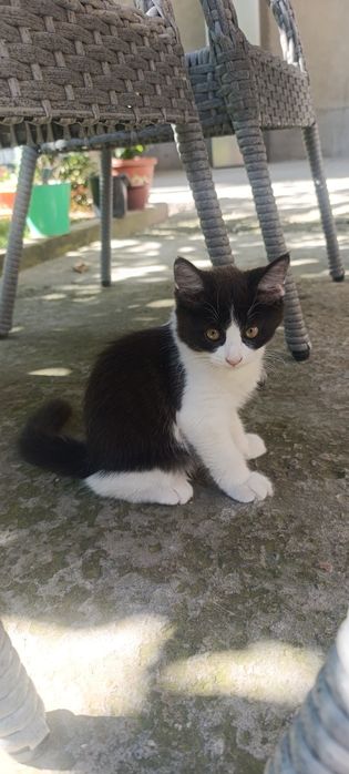 Turetskiy angora bolasi