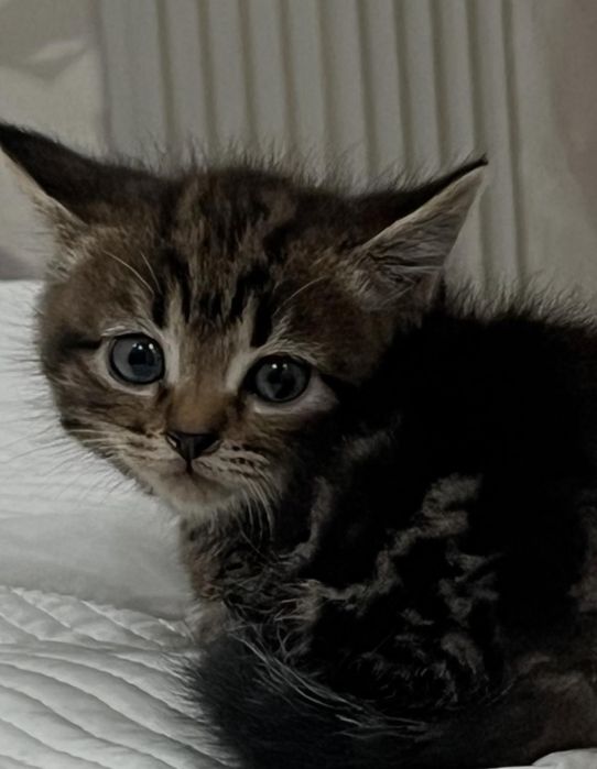 Шотландские кошки