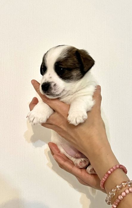 Продаются щенки хорошие