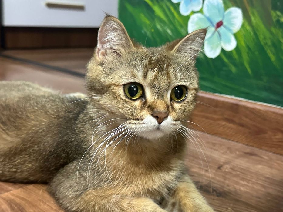 Кошка 1,5 года отдам беспоатно