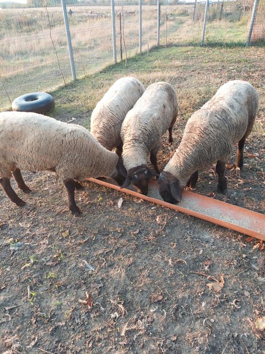 Vând 2 berbecii de 10luni rasa suffolk