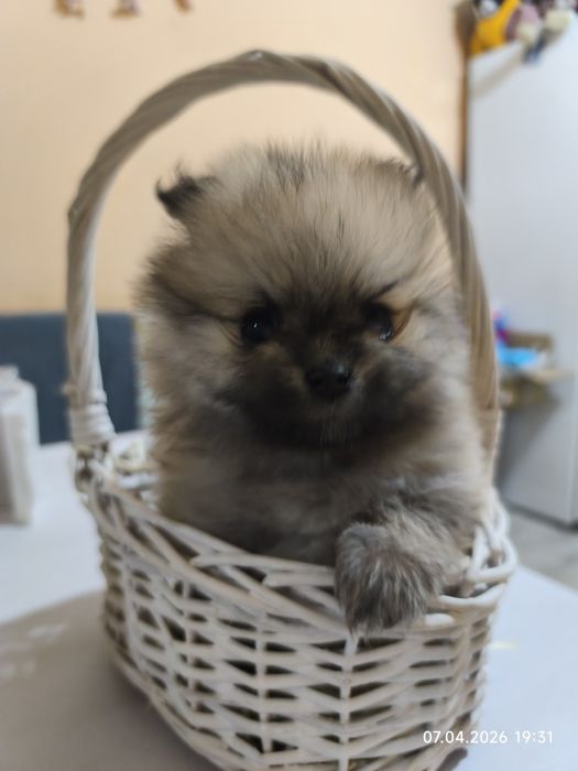 Продам щенков малого шпица